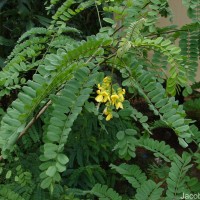 Calpurnia aurea (Aiton) Benth.